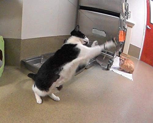 Ribbon, Leather and Fur Attachment Cat Toys - Fit Wildcat and Popular Bird and Catcher Type Wands/Poles (Leather Tassels)