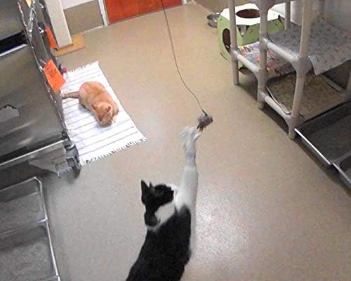 Fun Bird/Bat/Bugs Refill/Attachment - Fits Wildcat and Popular Bird and Mouse Type Wands/Poles (Octopus)