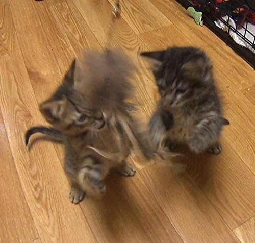 Buffalo Squid Refill/Attachment Cat Toy - Fits Wildcat and Popular Bird and Mouse Type Wands/Poles