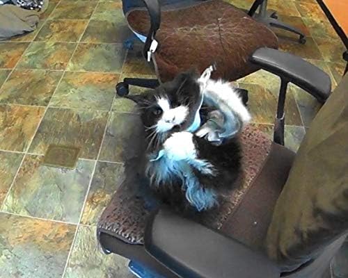 Ribbon, Leather and Fur Attachment Cat Toys - Fit Wildcat and Popular Bird and Catcher Type Wands/Poles (Rabbit Fur Chaser)