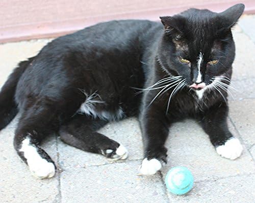 Wool Ball Cat Toy - 6PC - 100% Wool Cat Toys for Indoor Cats Interactive