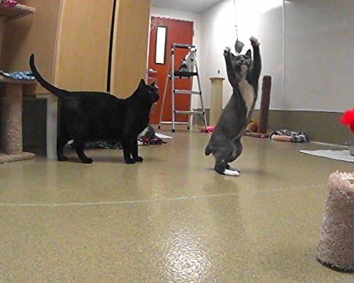 Gila Woodpecker Bird Refill/Attachment - Fits Wildcat and Popular Bird and Mouse Type Wands/Poles