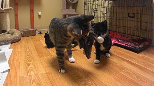 Golden Eagle Bird Refill/Attachment - Fits Wildcat and Popular Bird and Mouse Type Wands/Poles