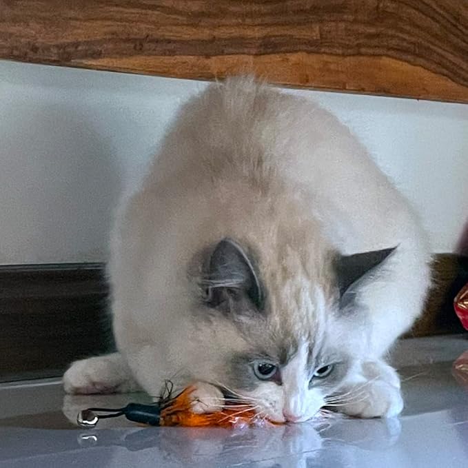 Cat Feather Toys Replacement Cat Wand Refills,,Interactive Cat Wand Toy Replacement,Cat Worms Refill,Cat Wand Toy Assorted Teaser Refills (13Pcs)