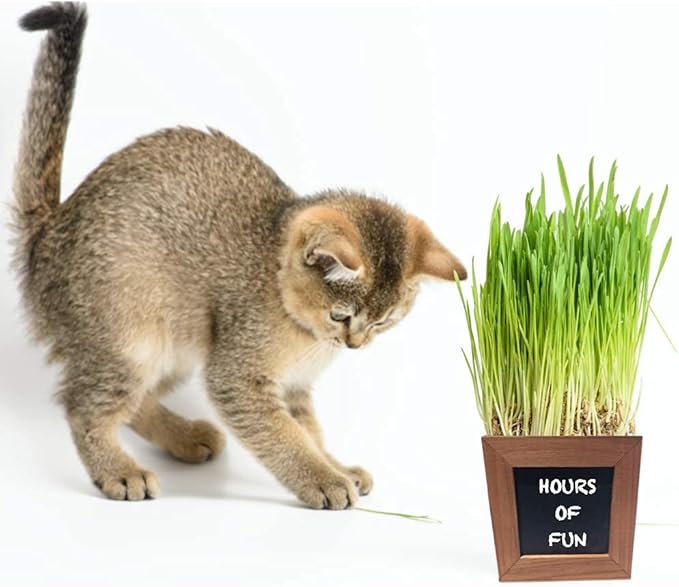 Organic Cat Grass Kit with 3 Rustic Wood Planters, Seeds and Soil. Easy to Grow for Indoor or Outdoor Cats, Dogs and Other Pets. 3 Planters to Continuous Growth of Kitty Grass.