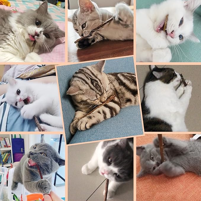 Cat Catnip Sticks Natural Matatabi Silvervine Sticks - Cleaning Teeth Molar Tools Kitten Cat Chew Toy Natural Catnip Cat Toy (10 PCS)