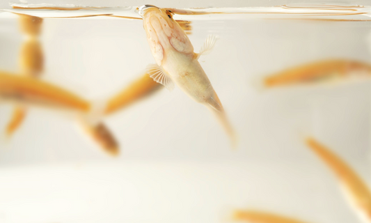 Signs of Poor Water Quality in Aquariums (Before It’s Too Late)