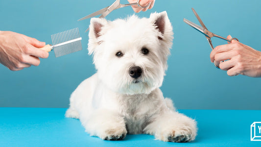 Seasonal Pet Care Guide: How to Keep Your Pets Safe and Comfortable All Year