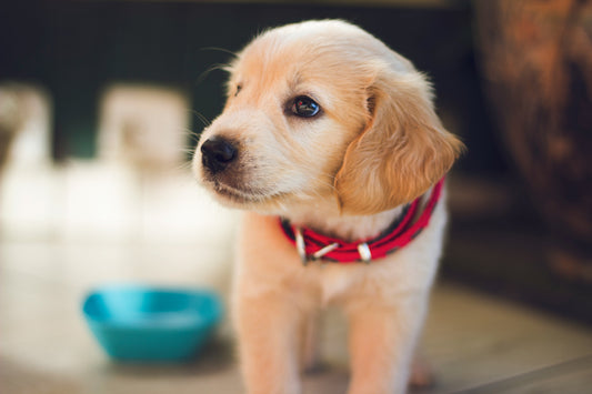 The Ultimate Pet Care Checklist: Everything New Pet Parents Need