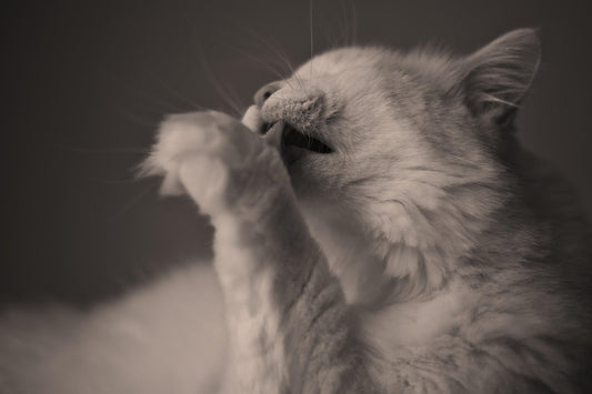 Easy Grooming Tips to Keep Your Dog or Cat Looking Their Best