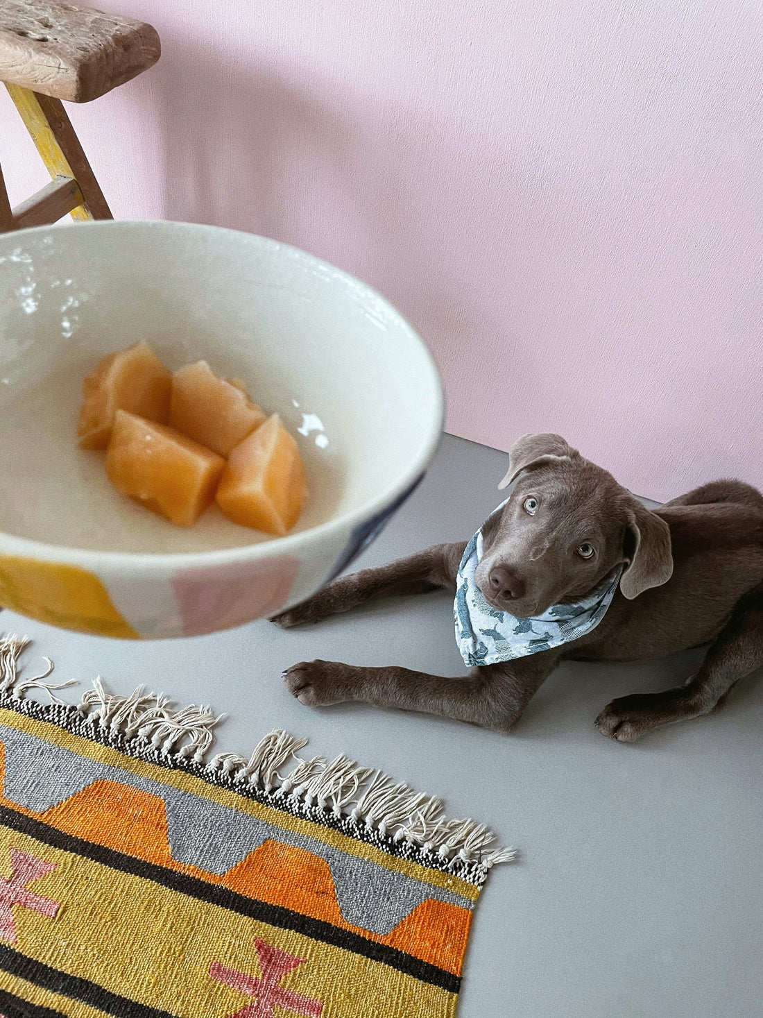 Healthy Homemade Treat Ideas Your Pets Will Love
