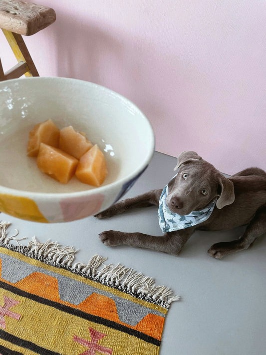 Healthy Homemade Treat Ideas Your Pets Will Love