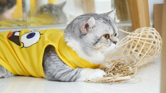 How to Create a Cozy and Stylish Pet Space at Home (Without Breaking the Bank)
