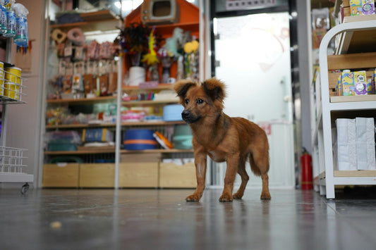 Top 10 Must-Have Pet Supplies for Every Dog and Cat Parent in 2025