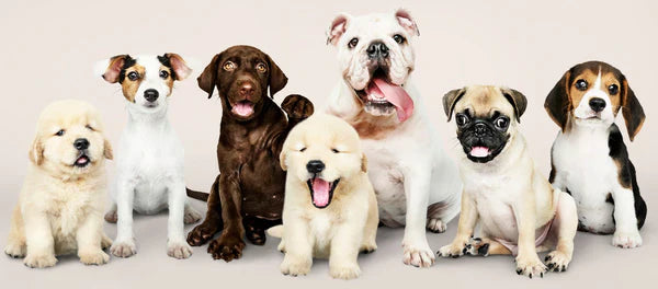 How to Pick the Right Harness for Your Dog’s Size and Personality