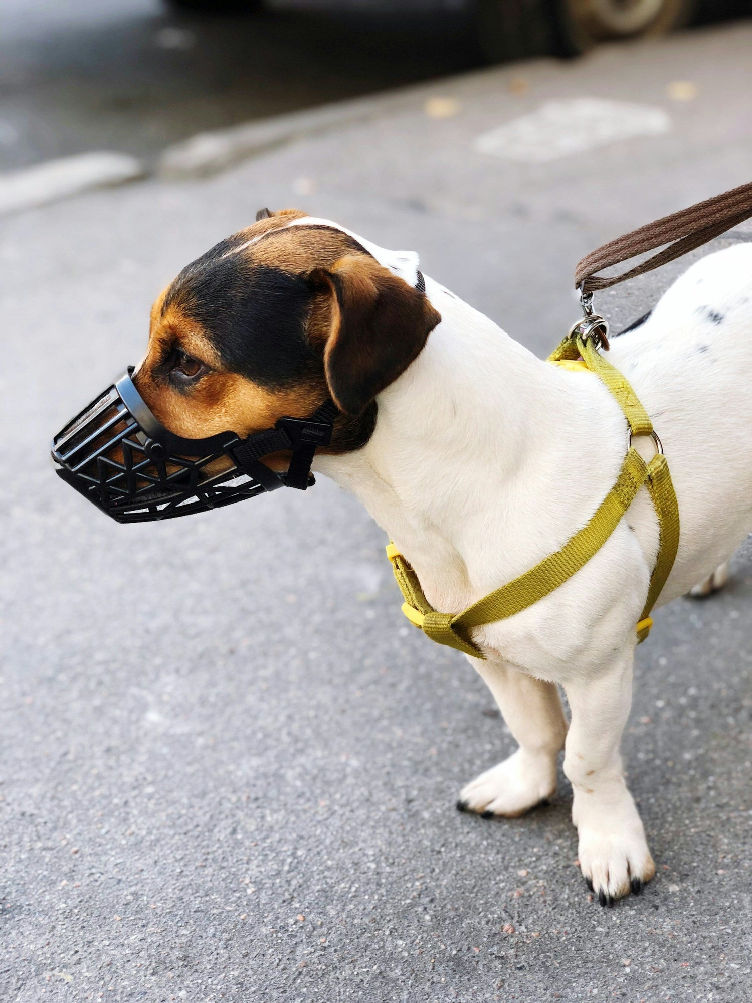 Collars & leashes