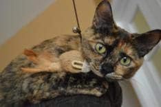 Cat Kitten Teaser Wand Toys, Sisal with Mouse, Bell, Feather, Elastic String, Sturdy Wood Stick, Interactive Fun, Cat Catcher Mice for Pet, Set of 3