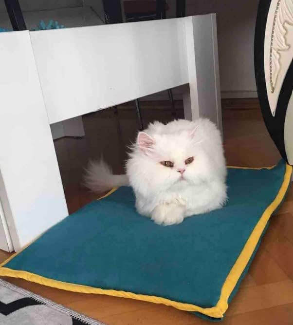 Cooling Heating Mat for Cat & Dog Small Medium Pet (16x24), 5 Layers Microwave Water Repellent No-Electric Thermal Pad Washable Non Slip Durable Solid Warming Gel Bed (Petrol)