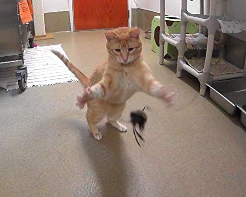 Fun Bird/Bat/Bugs Refill/Attachment - Fits Wildcat and Popular Bird and Mouse Type Wands/Poles (Octopus)