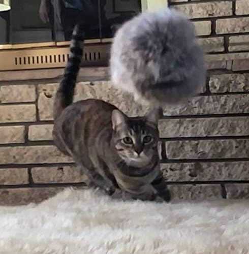 Natural Fur Pom Cat Wood Rod Teaser & Exerciser Wand for Cat & Kitten with Fluffy Fur Ball- Interactive Soft and Safe Feather-Like Real Fur Toy - Mouse Like Pelt Pom Assembled in The US