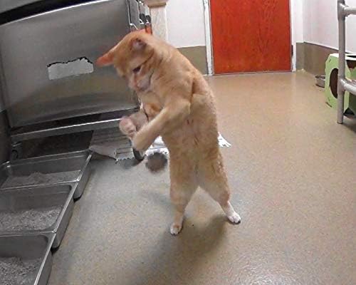 Fun Bird/Bat/Bugs Refill/Attachment - Fits Wildcat and Popular Bird and Mouse Type Wands/Poles (Octopus)