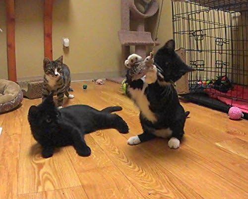 Gila Woodpecker Bird Refill/Attachment - Fits Wildcat and Popular Bird and Mouse Type Wands/Poles