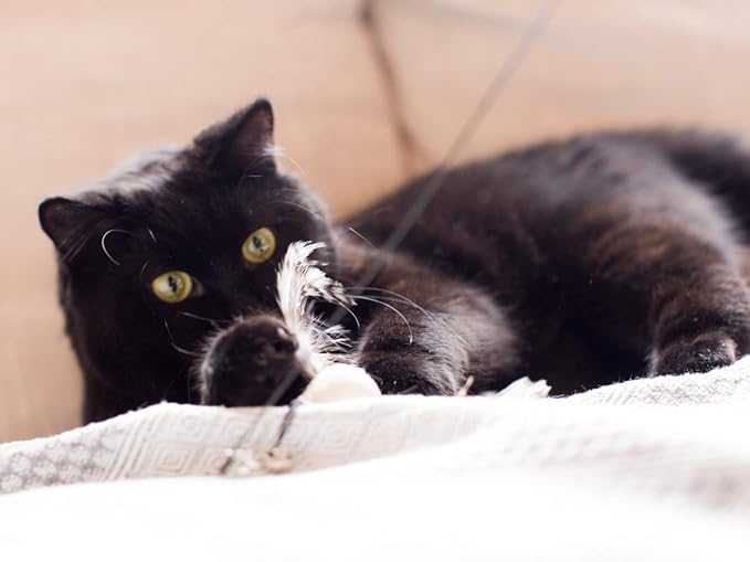 Minibees Cat Toy Feather Teaser, Changeable Toys(3pcs), Exerciser Wand Stick for Pet Cat and Kitten with Bell, Interact, Training,Changeable