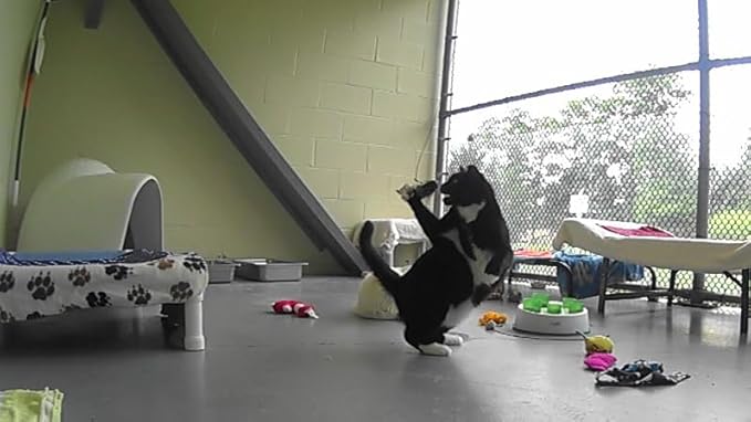 Fun Rat Pack 3 Pack of Rat/Rattie Refill/Attachment - Fits Wildcat and Popular Bird and Catcher Type Wands/Poles