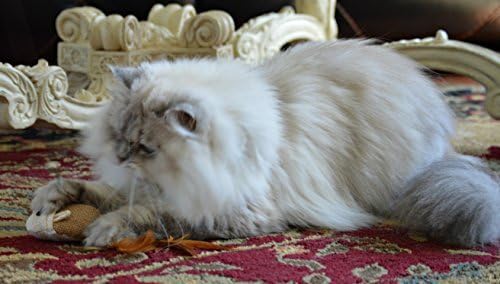 Cat Kitten Teaser Wand Toys, Sisal with Mouse, Bell, Feather, Elastic String, Sturdy Wood Stick, Interactive Fun, Cat Catcher Mice for Pet, Set of 3