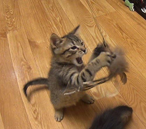 Buffalo Squid Refill/Attachment Cat Toy - Fits Wildcat and Popular Bird and Mouse Type Wands/Poles