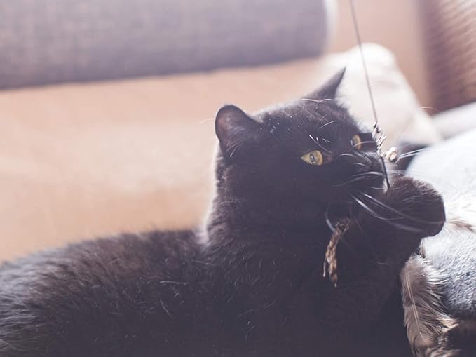 Minibees Cat Toy Feather Teaser, Changeable Toys(3pcs), Exerciser Wand Stick for Pet Cat and Kitten with Bell, Interact, Training,Changeable