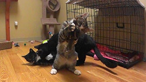 Golden Eagle Bird Refill/Attachment - Fits Wildcat and Popular Bird and Mouse Type Wands/Poles