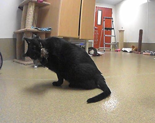 House Finch Bird Refill/Attachment- Fits Wildcat and Popular Bird and Mouse Type Wands/Poles