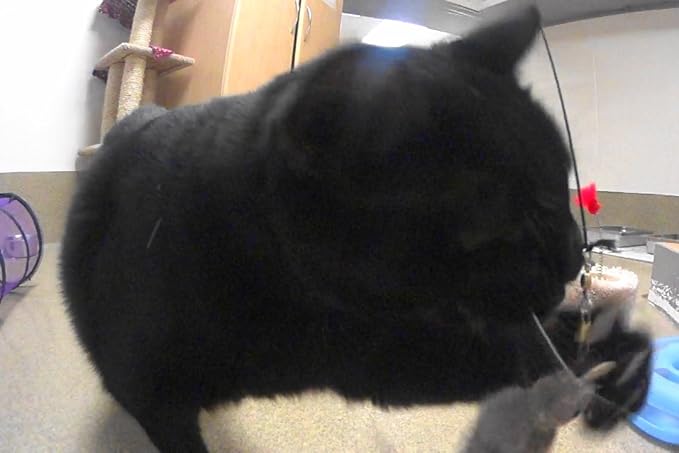 House Finch Bird Refill/Attachment- Fits Wildcat and Popular Bird and Mouse Type Wands/Poles