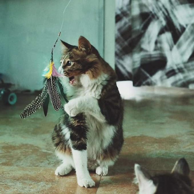 Handmade Natural Feather Cat Toy Dah Bird Refills - Interactive Cat and Kitten Toy - 6 Pack