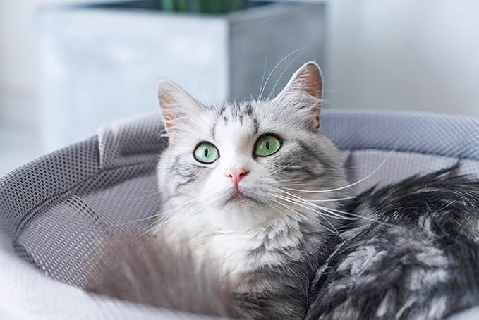 MeowWoof Cat Hammock Bed, Elevated Cat Stand Bed, Washable Pet Sleep Bed Supplies for Kitten Puppy (Gray Orange)