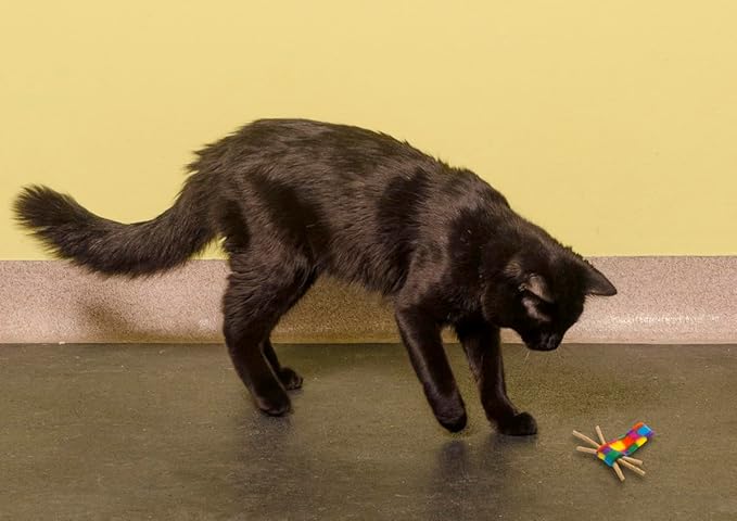 Cat Dancer Whisker and Interactive Toy Combo - Fun and Fitness for Your Furry Friend - Engaging Paper Wand and Whisker for Playful Cats