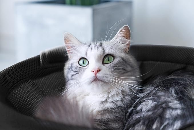 MW Cat Bed Dog/Pet Hammock Bed Free-Standing Cat Sleeping Cat Supplies Pet Supplies Wash Stable & Breathable Indoors Outdoors (Black)