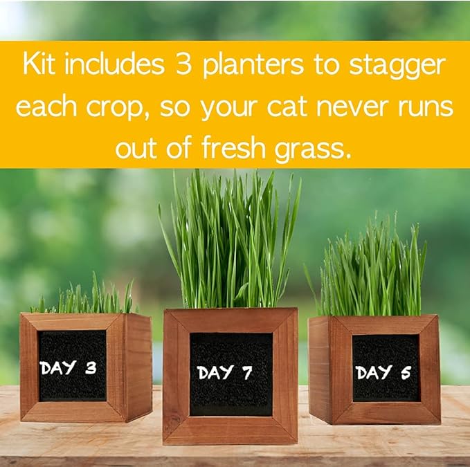 Organic Cat Grass Kit with 3 Rustic Wood Planters, Seeds and Soil. Easy to Grow for Indoor or Outdoor Cats, Dogs and Other Pets. 3 Planters to Continuous Growth of Kitty Grass.