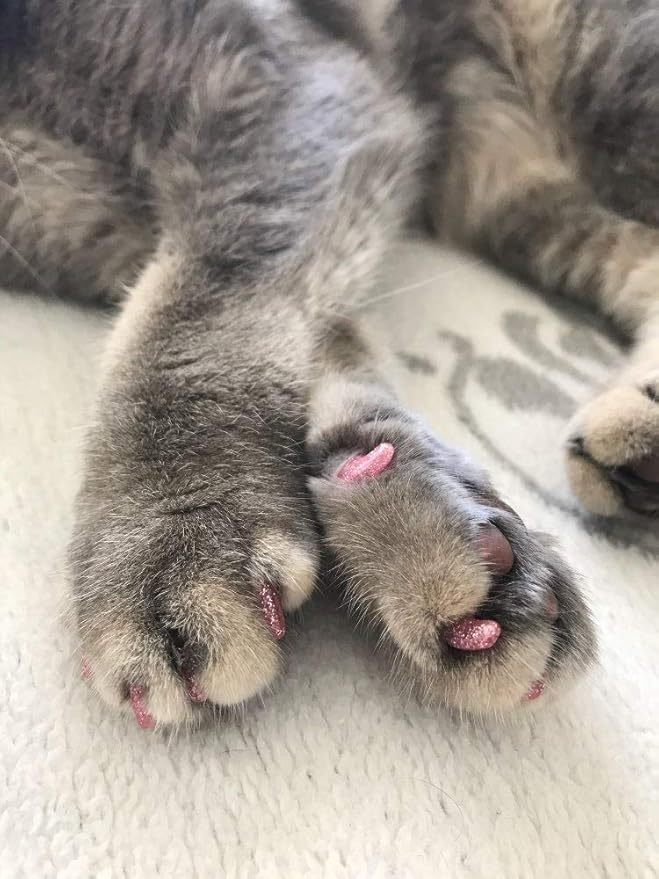 100pcs Cat Nail Caps/Tips Pet Cat kitten Paws Covers Control Paws of 10 Nails Caps and 5Pcs Adhesive Glue 5 Applicator with Instruction