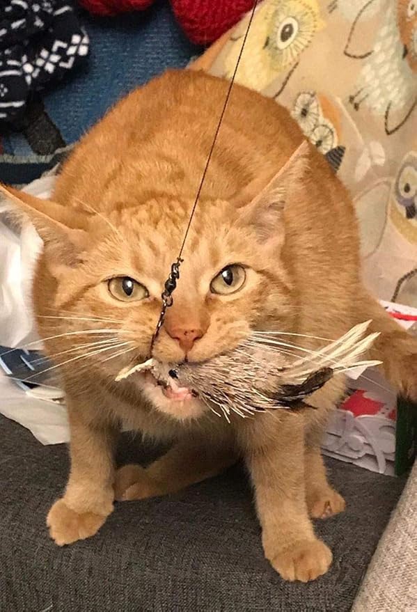 House Finch Bird Refill/Attachment- Fits Wildcat and Popular Bird and Mouse Type Wands/Poles