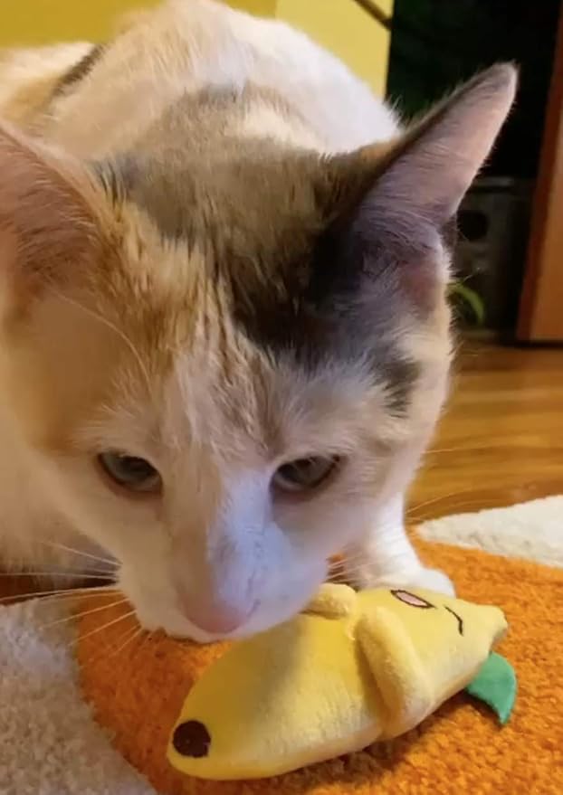 Smokey's Stash Catnip Filled Banana, Avocado, and Smokey Cat Toys with Sisal Mouse and Ball for Cats