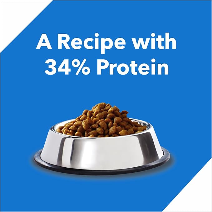 Drools Kitten Dry Cat Food, Ocean Fish Flavour 1.2Kg with Free Container Pack