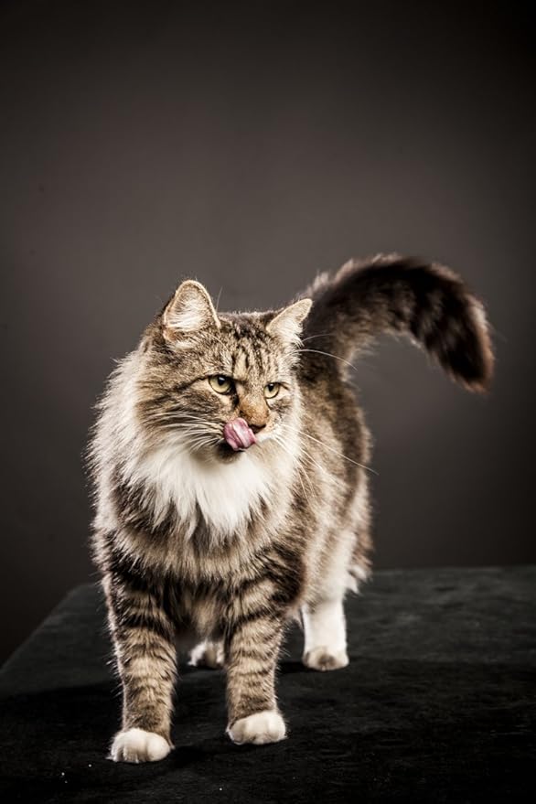 Nulo Indoor Grain Free Dry Cat Food With Bc30 Probiotic (Duck & Lentils Recipe, 12Lb Bag)