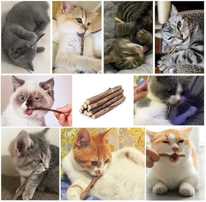 Cat Catnip Sticks Natural Matatabi Silvervine Sticks - Cleaning Teeth Molar Tools Kitten Cat Chew Toy Natural Catnip Mouse Cat Toy (20 PCS)