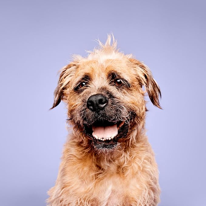 Calming Lavender Mint Shampoo, Botanical-Infused,16.9 fl.oz.