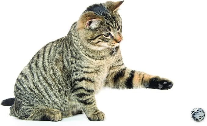 CAT DANCER Products Jungle Pattern Cat Balls (Pack of 4), Interactive Cat Fetch Toy for Exercise with Bead Inside, Toys to Entertain Indoor Cats and Kittens, All Breed Sizes