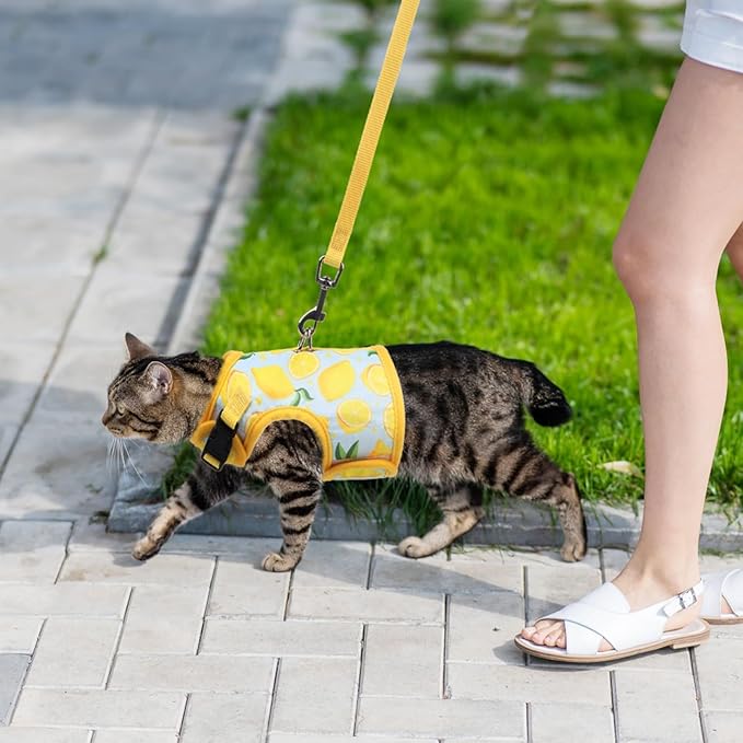BINGPET Cat Harness and Leash Set Escape Proof for Walking,Step-in Harness with Lightweight Soft Breathable Mesh,Adjustable Easy Control Harness (Sunshine Citrine, M(Chest:10.5-13.5"))