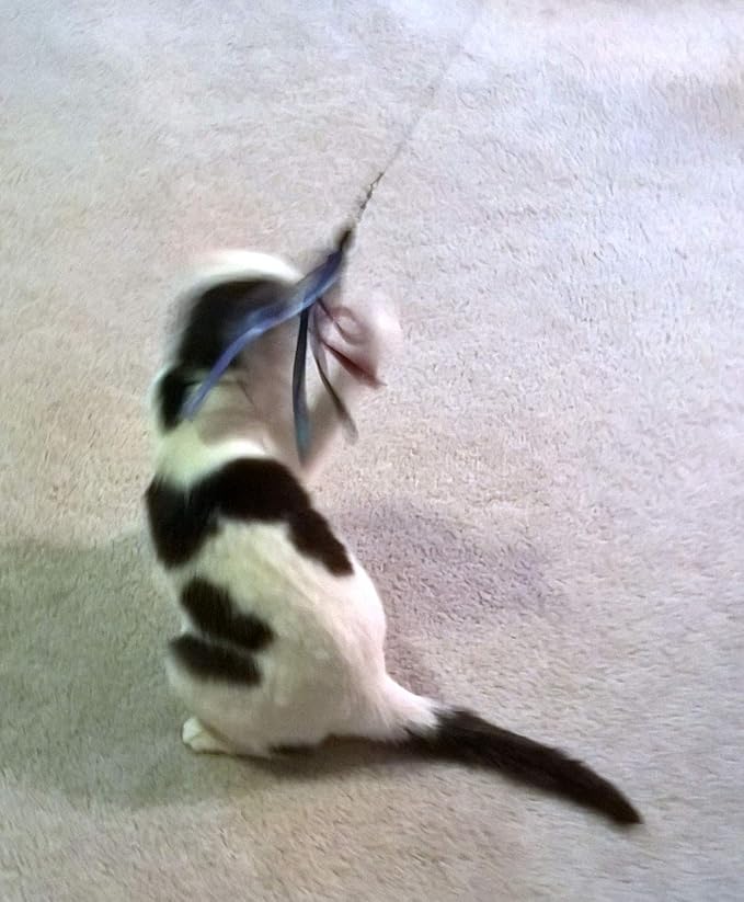 Ribbon, Leather and Fur Attachment Cat Toys - Fit Wildcat and Popular Bird and Catcher Type Wands/Poles (Ribbons)