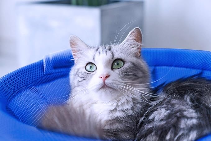 MeowWoof Cat Hammock Bed, Elevated Cat Stand Bed, Washable Pet Sleep Bed Supplies for Kitten Puppy (Blue Black)